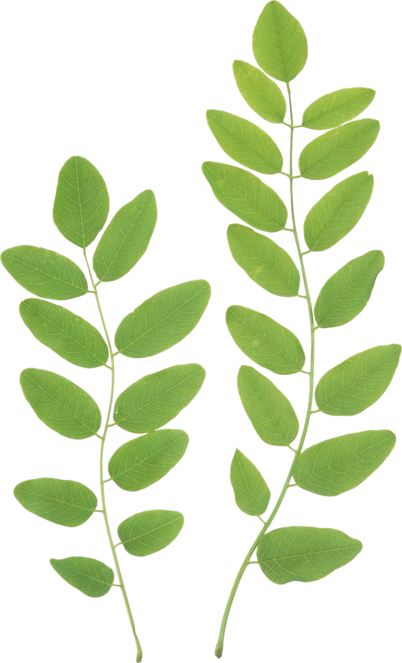 Green leaf PNG