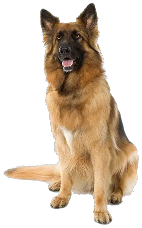 dog png image picture download dogs