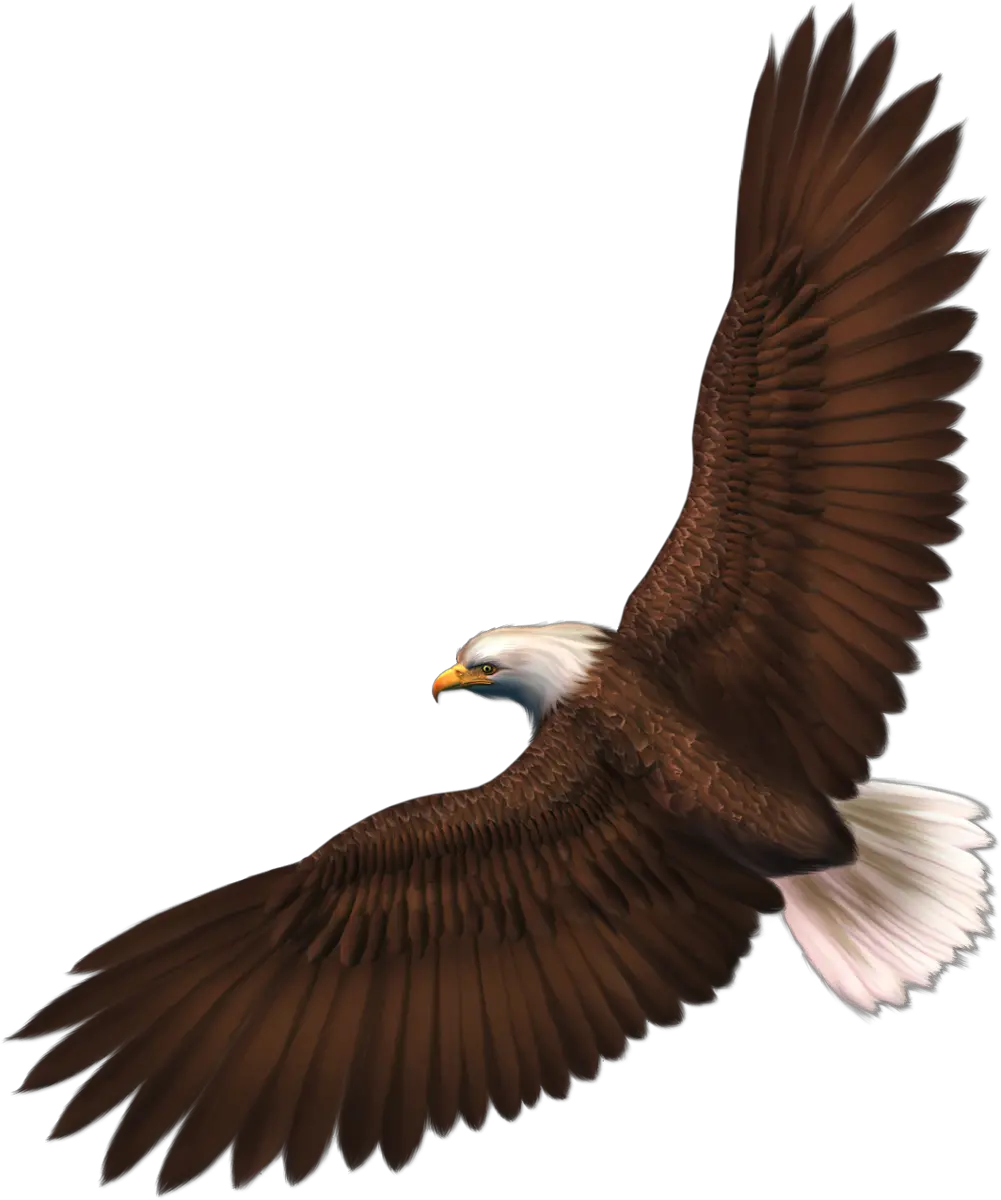 Eagle PNG image with transparency free download