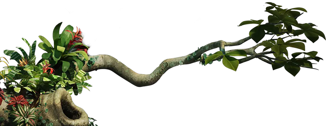 Jungle PNG