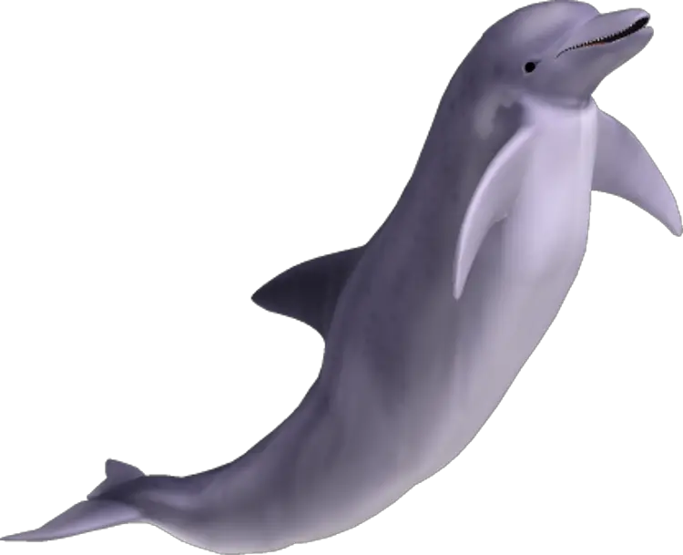 Dolphin PNG image