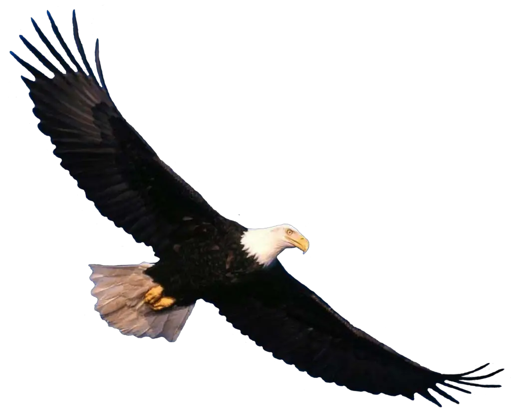 Eagle PNG image free download