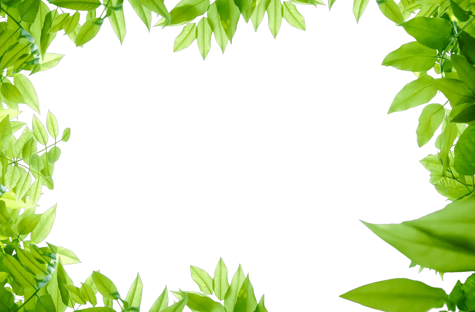 Jungle PNG