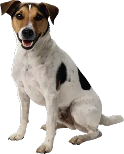 dog png image picture download dogs