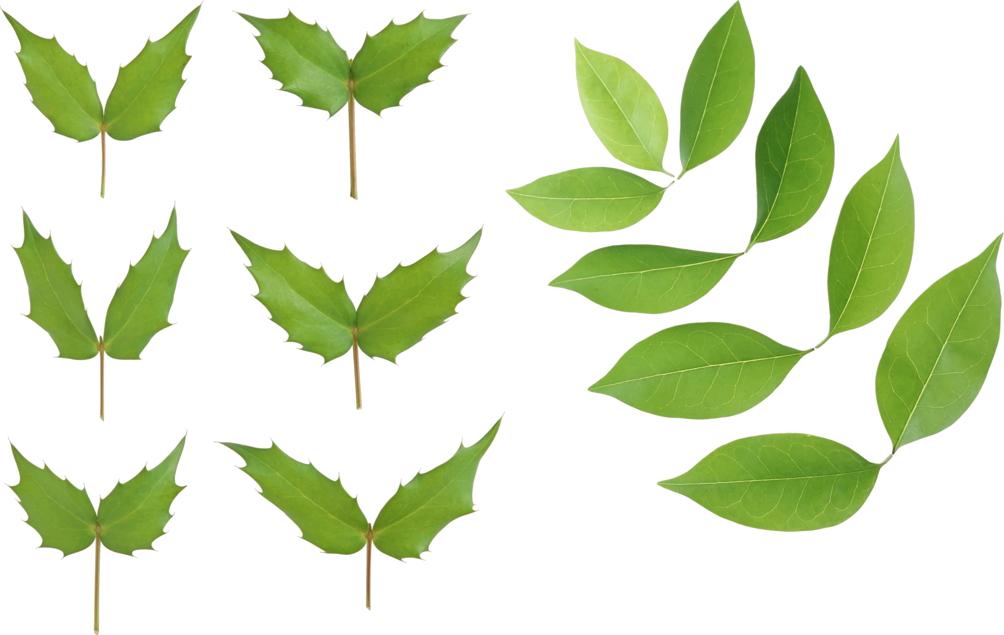 Green leaves picture PNG