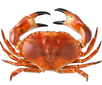Crab PNG