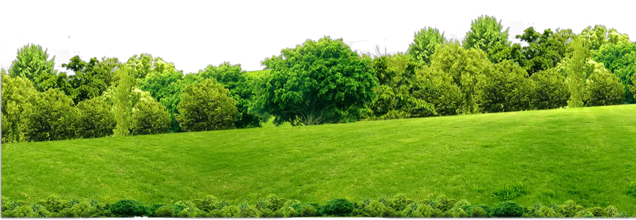 Forest PNG