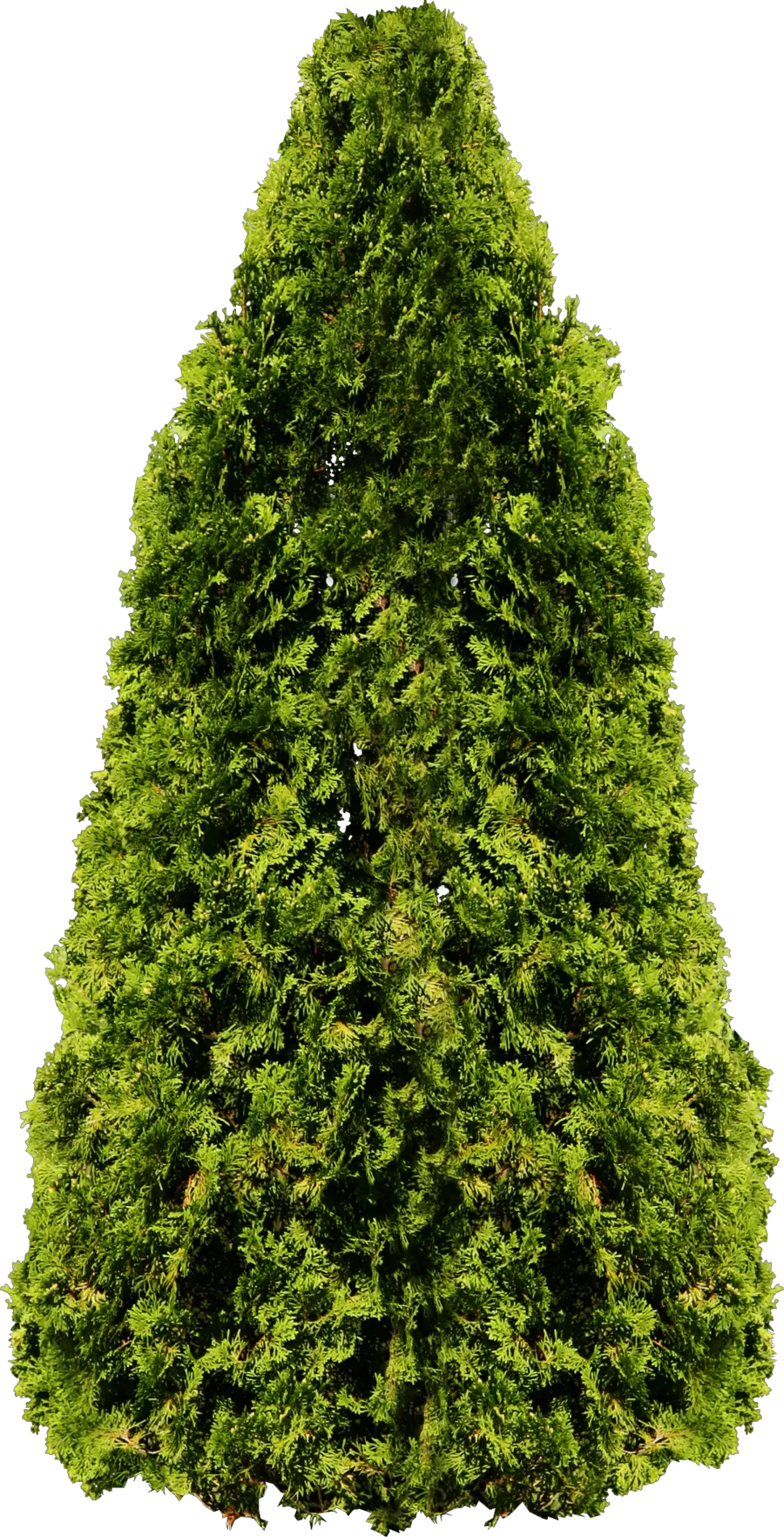 Fir-tree PNG image