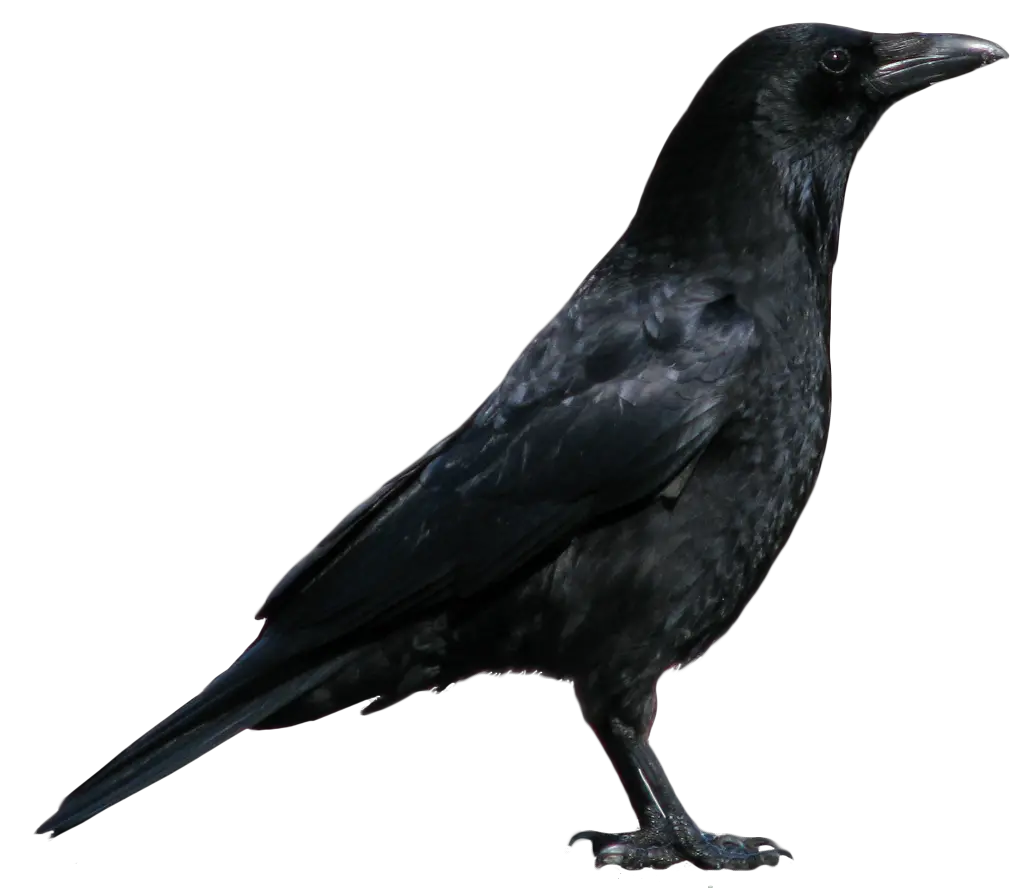 Crow PNG image