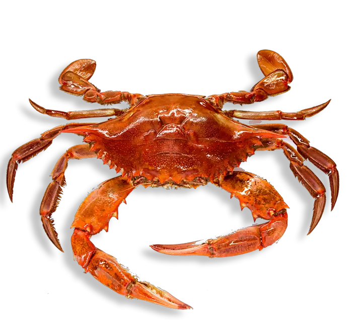 Crab PNG
