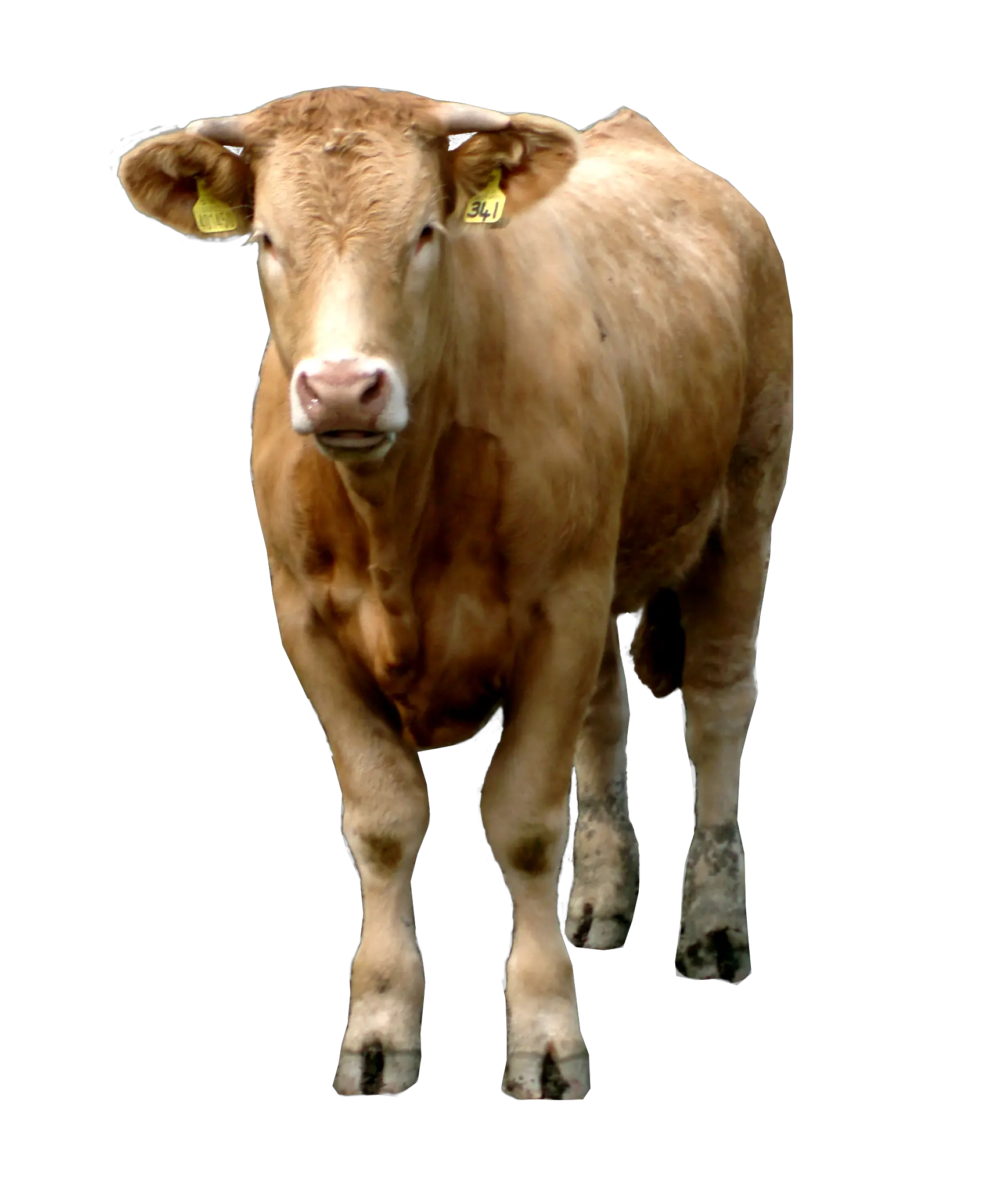 brown Cow PNG image