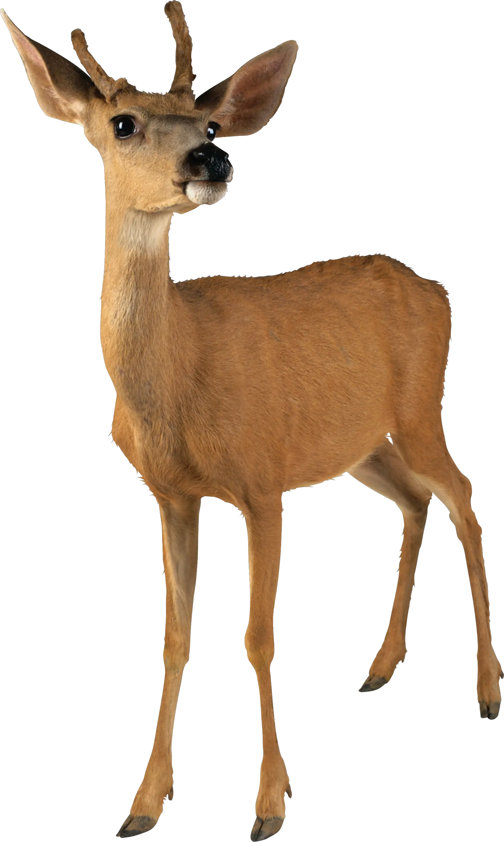Deer PNG image