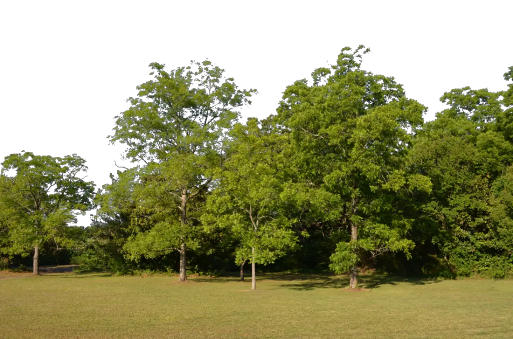 Forest PNG