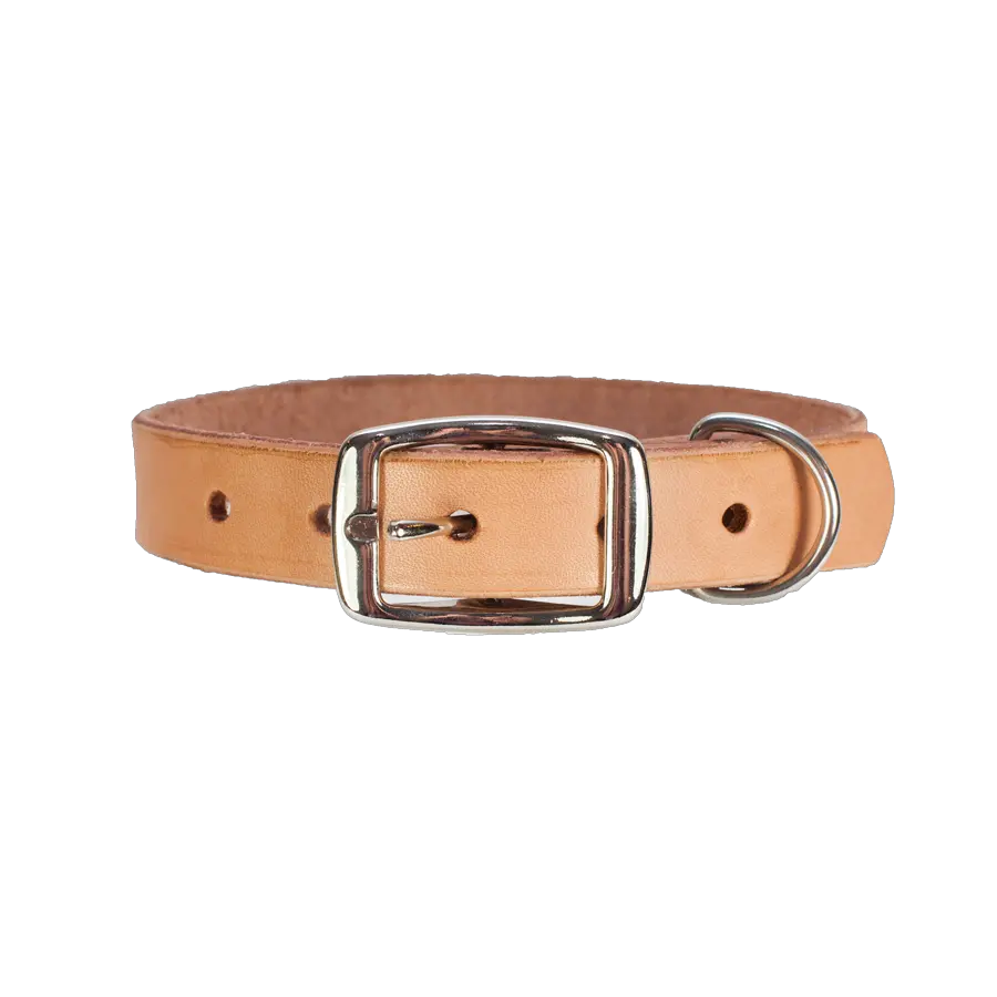 Dog collar PNG