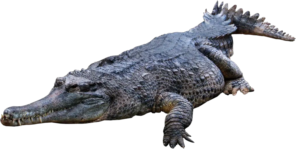Crocodile gator PNG