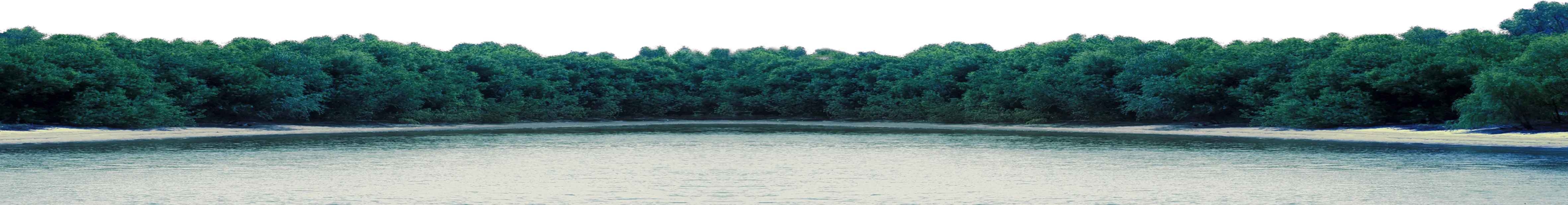 Forest PNG