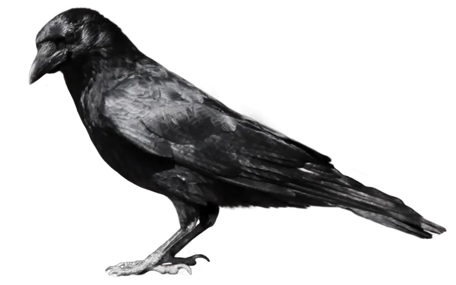 Crow PNG image