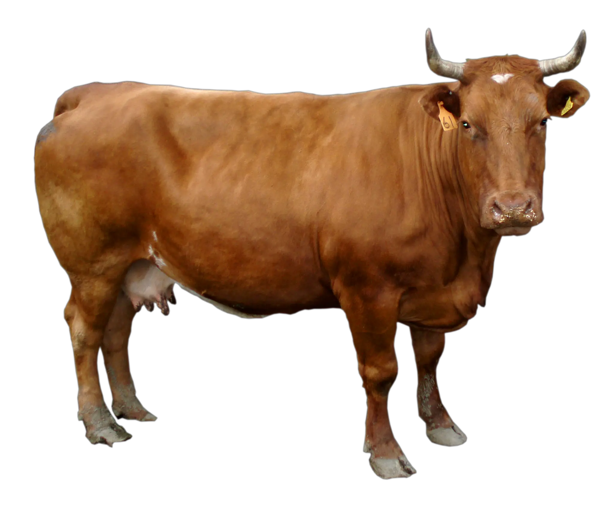 brown Cow PNG image