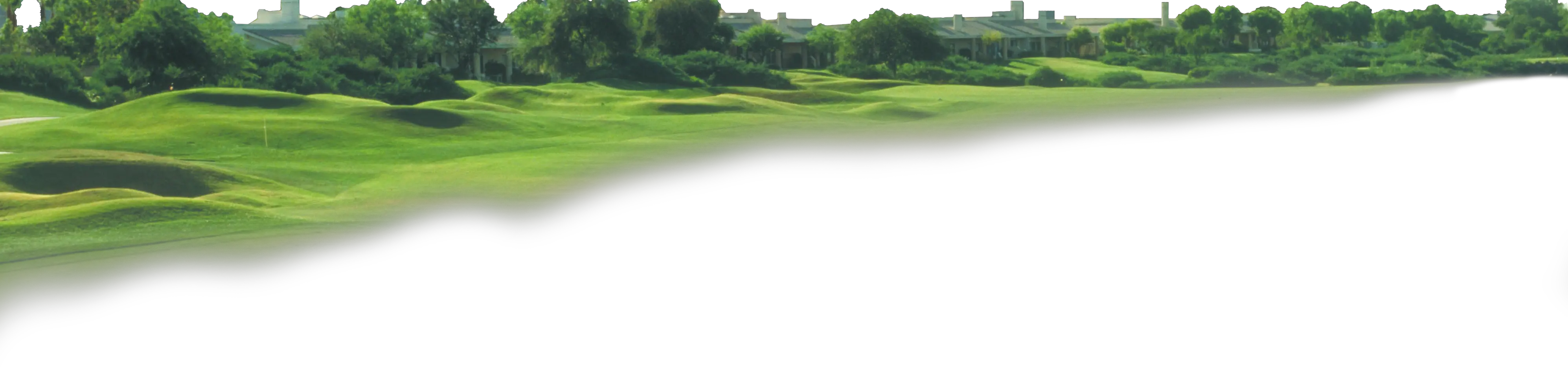 Forest PNG