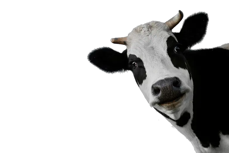 cow PNG