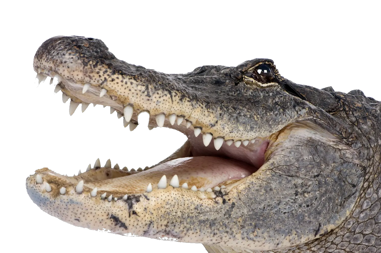 Crocodile PNG