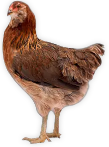 Chicken PNG image