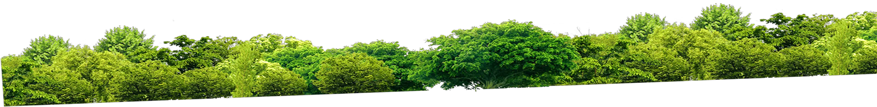 Forest PNG