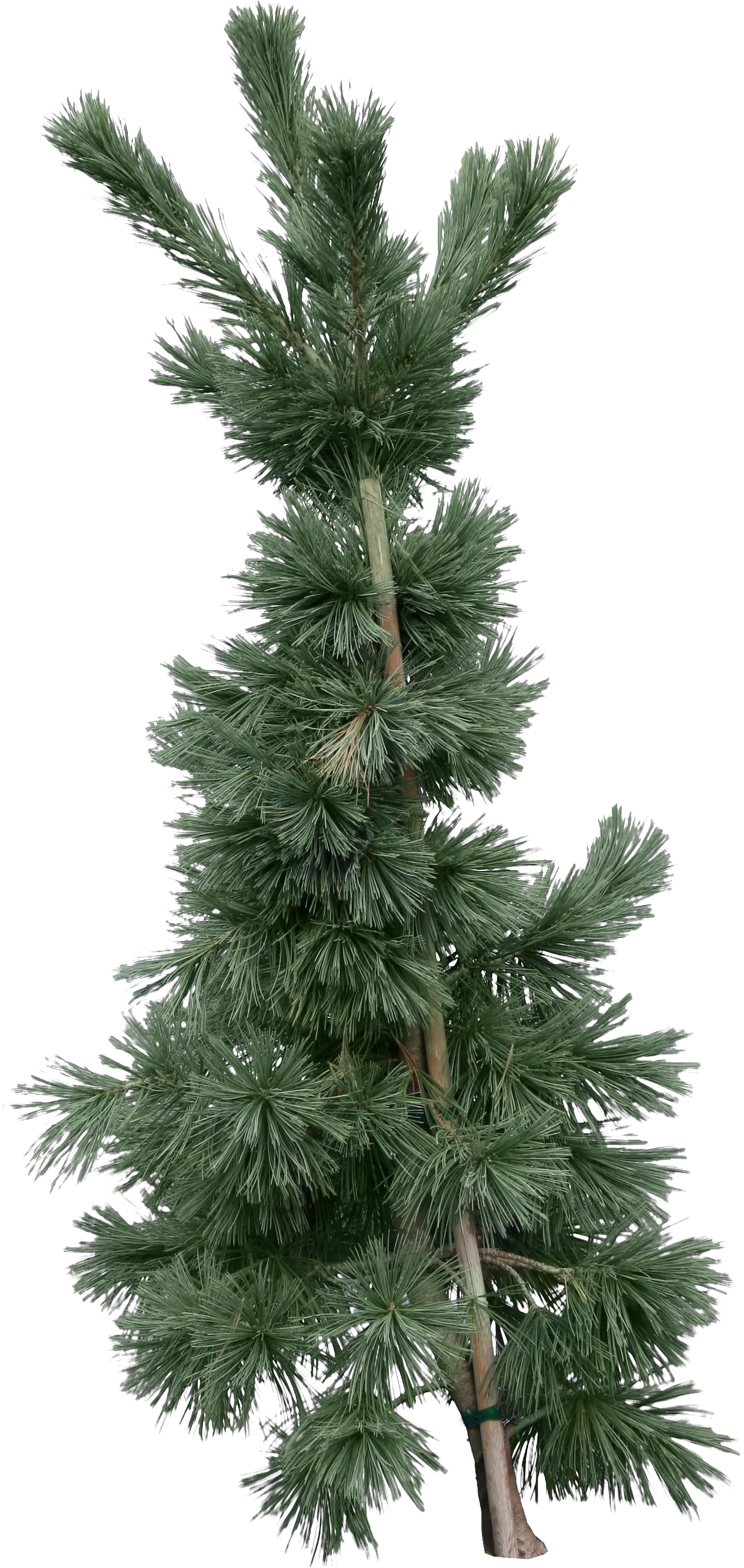 Fir-tree PNG image