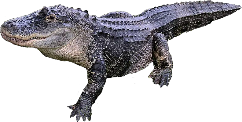 Crocodile PNG