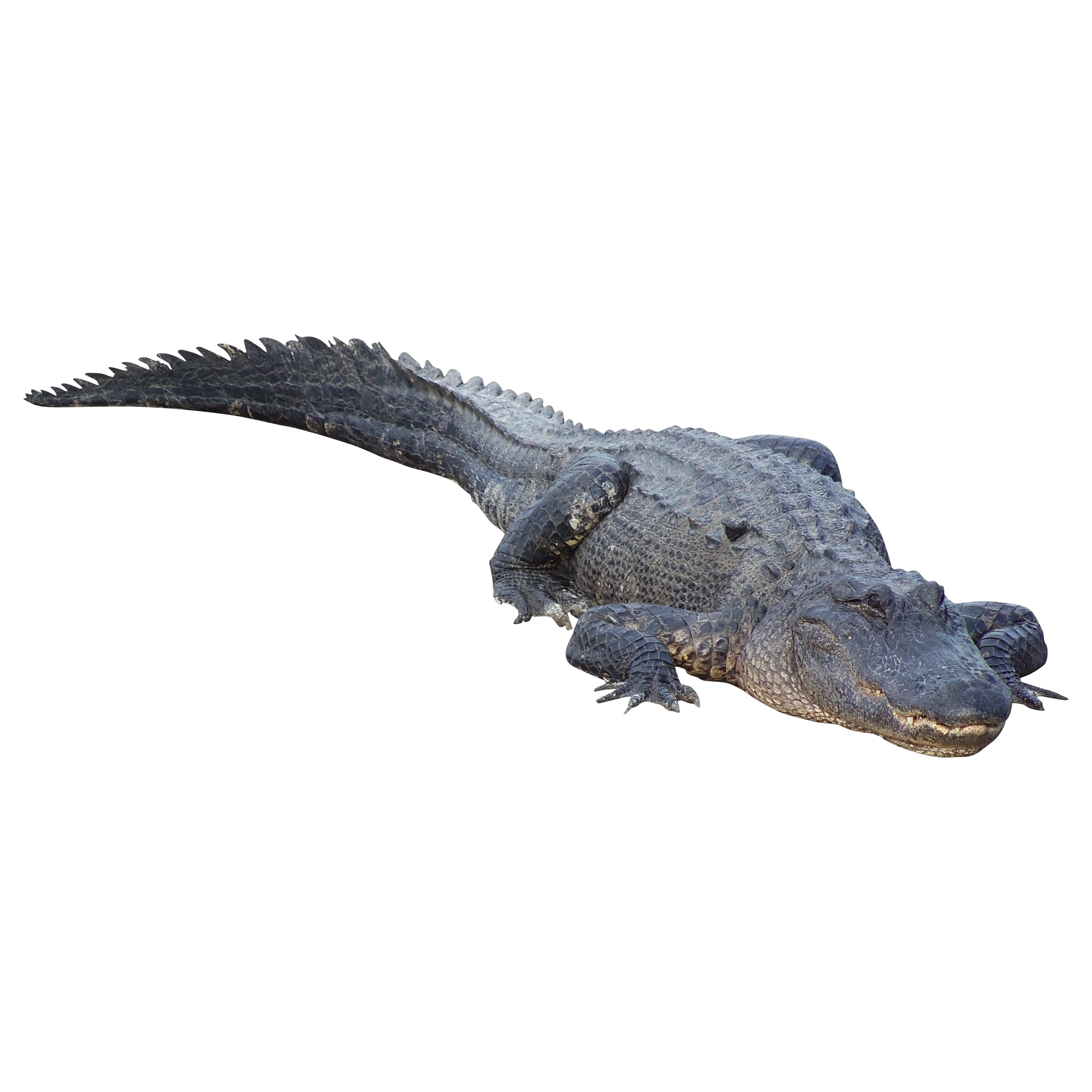 Crocodile PNG