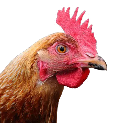 Chicken head PNG image