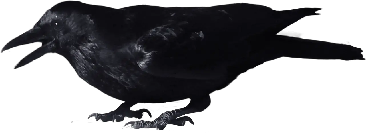 Crow PNG image