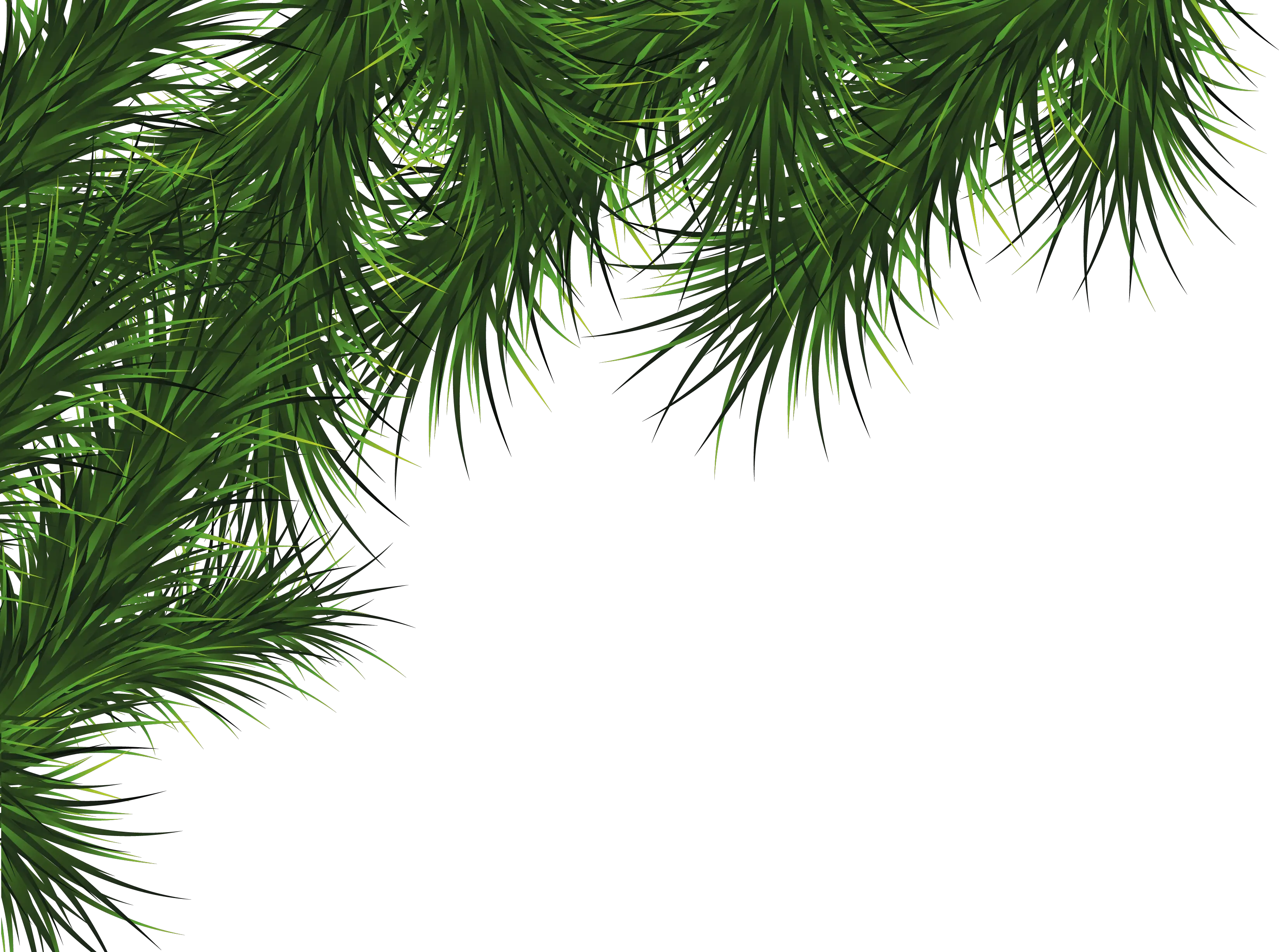 Fir-tree PNG image