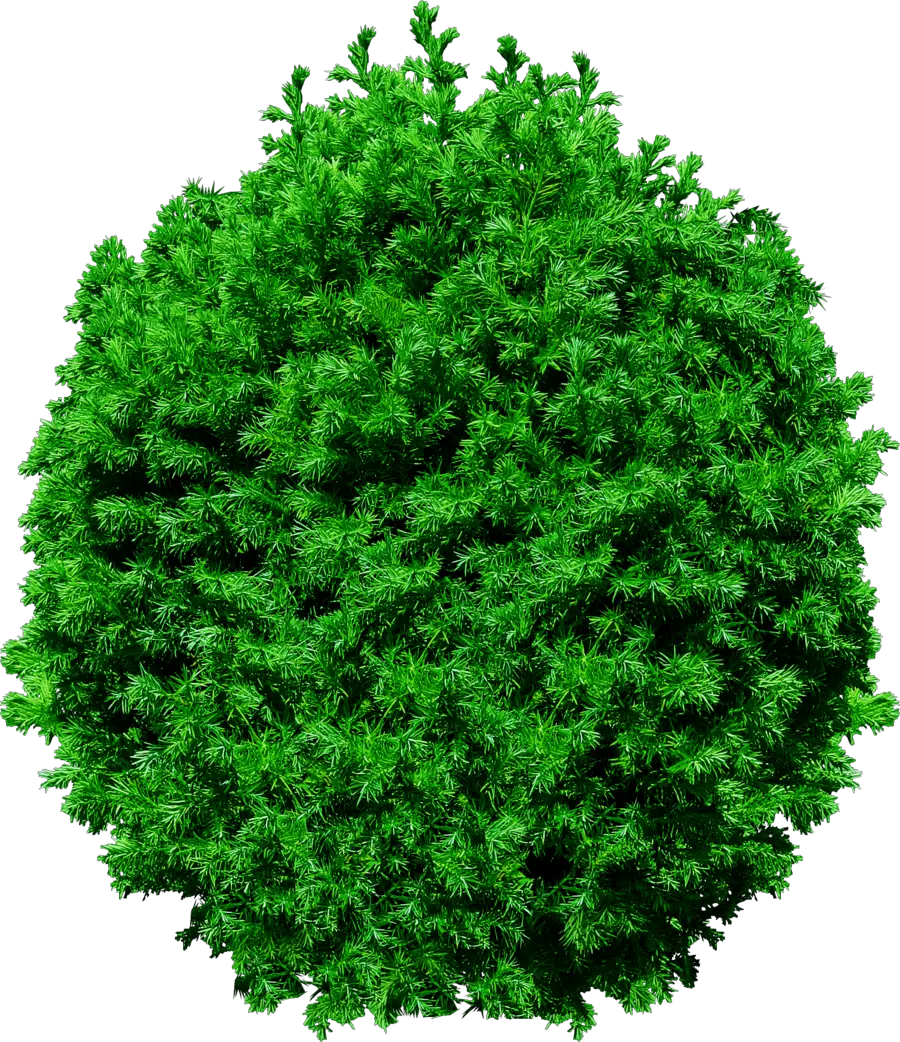 Fir-tree PNG image