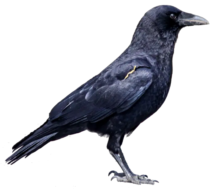 Black crow PNG image