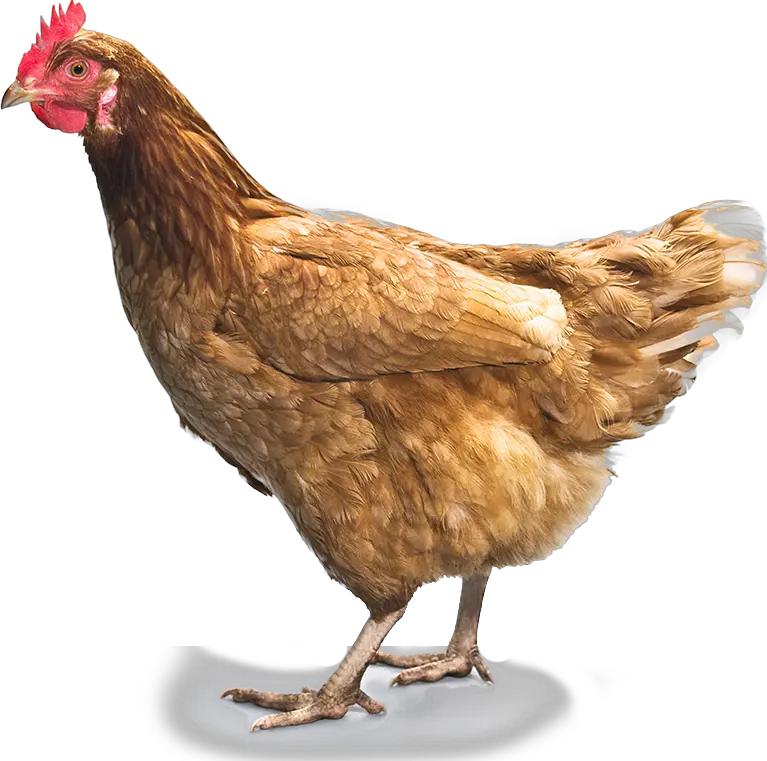 Chicken PNG image