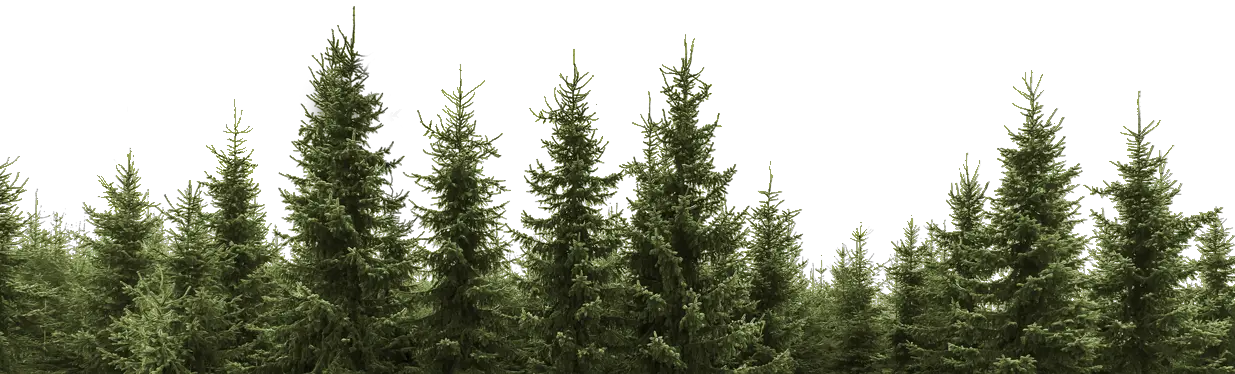 Forest PNG