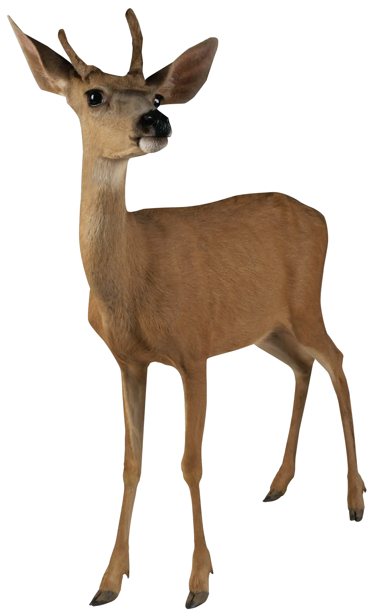 Deer PNG image
