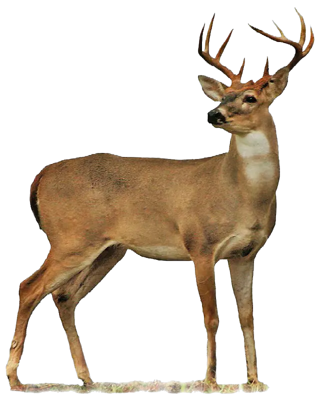 Deer PNG image