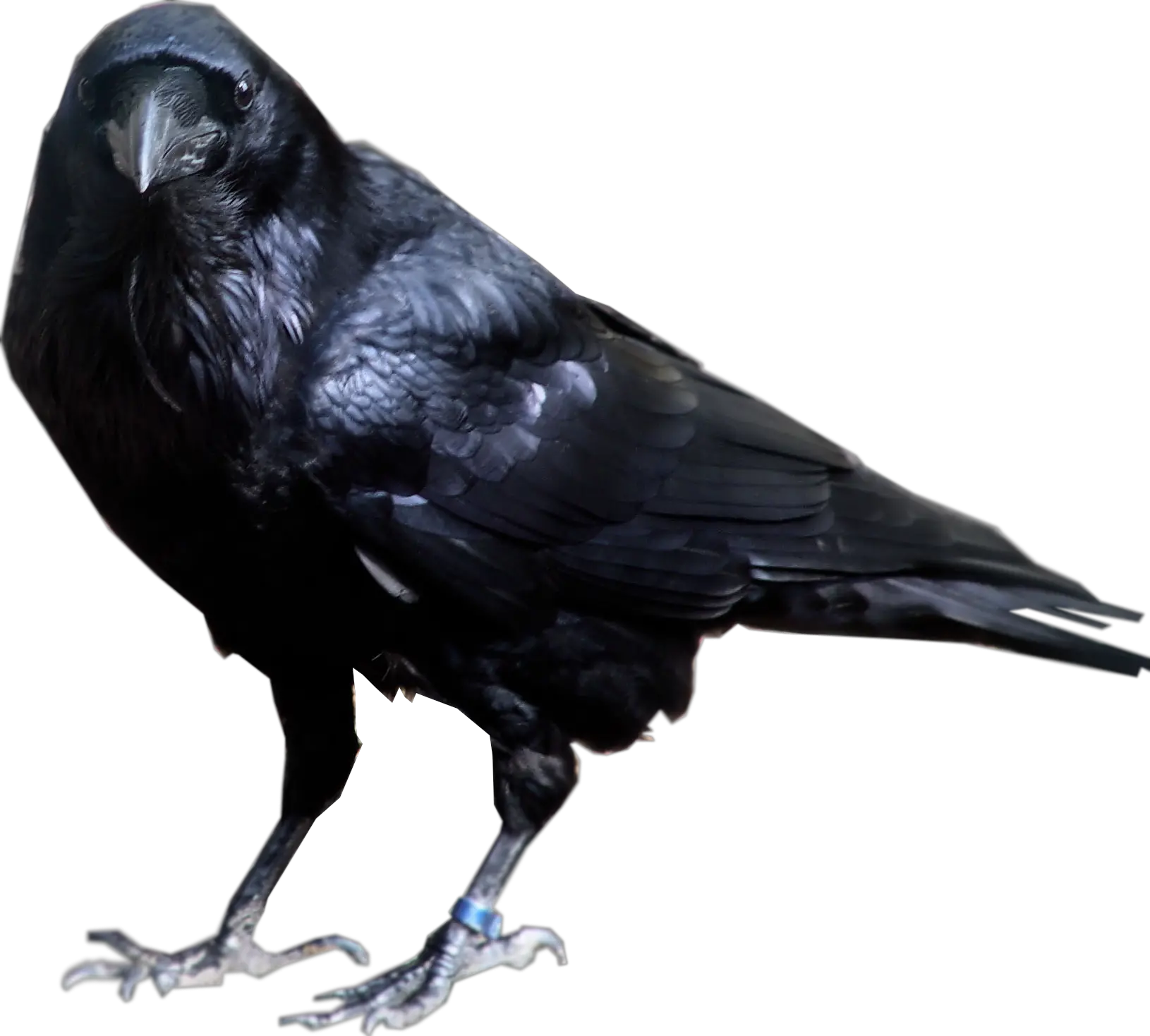 Crow PNG image