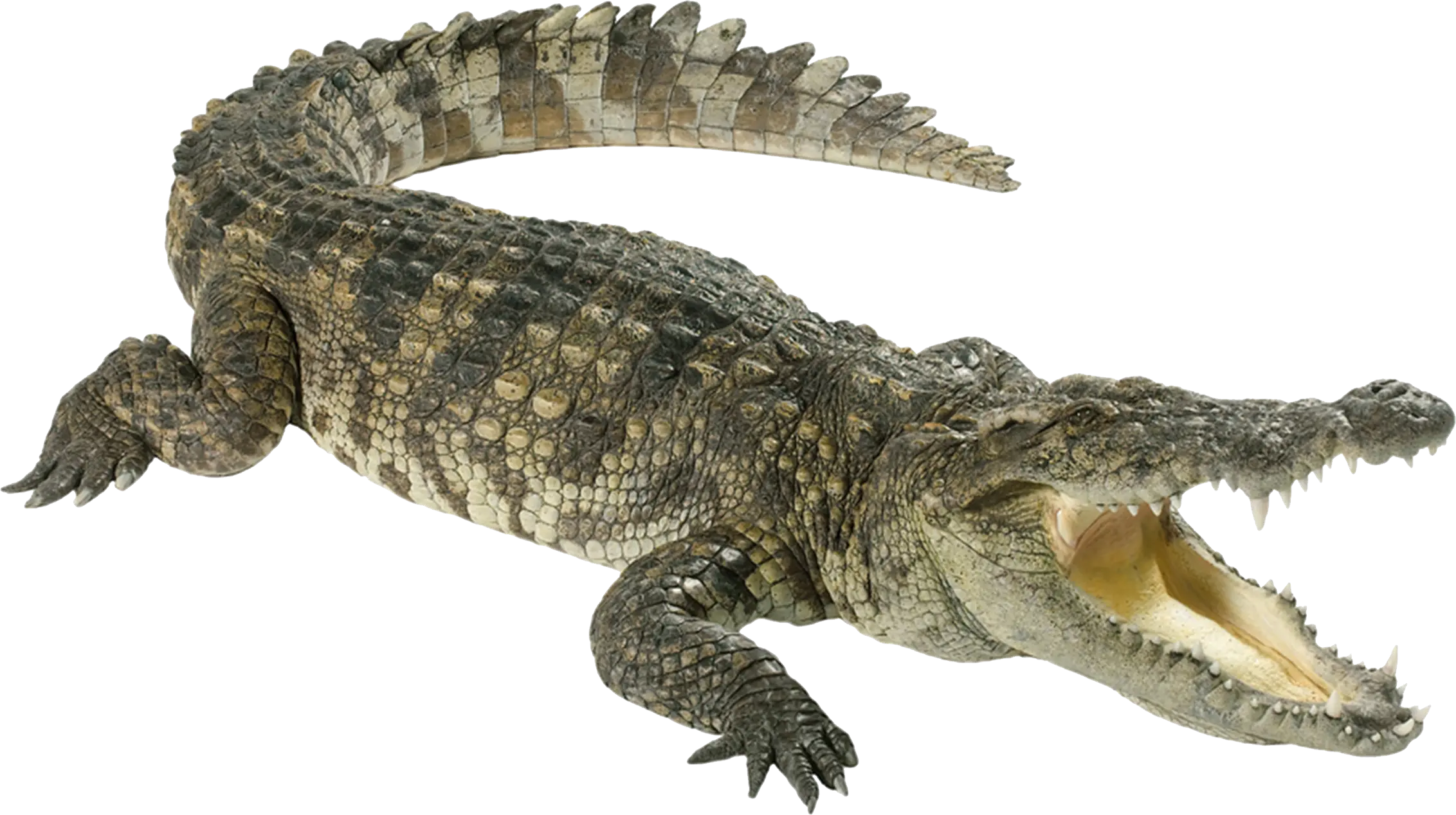 Crocodile PNG