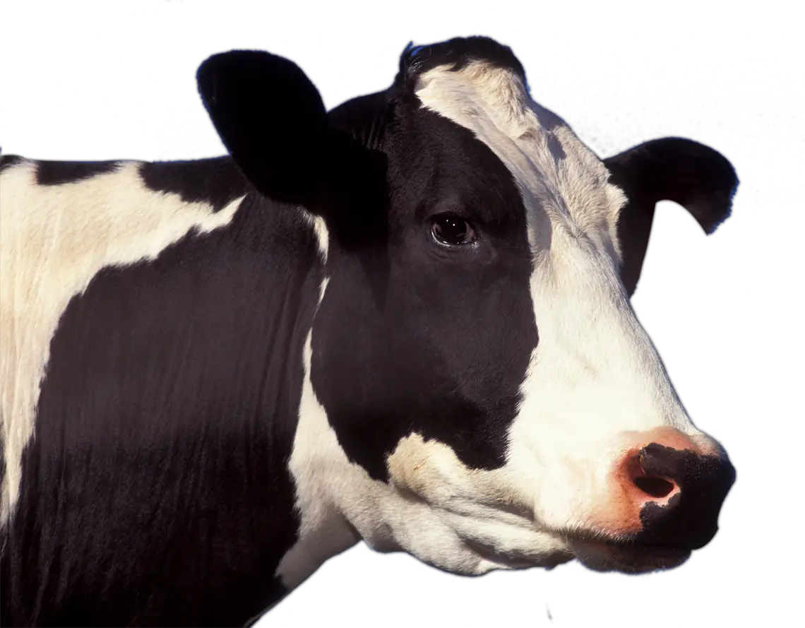 cow PNG
