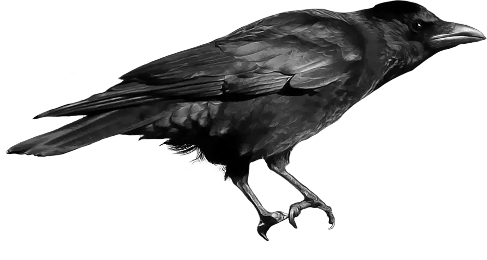 Crow PNG image
