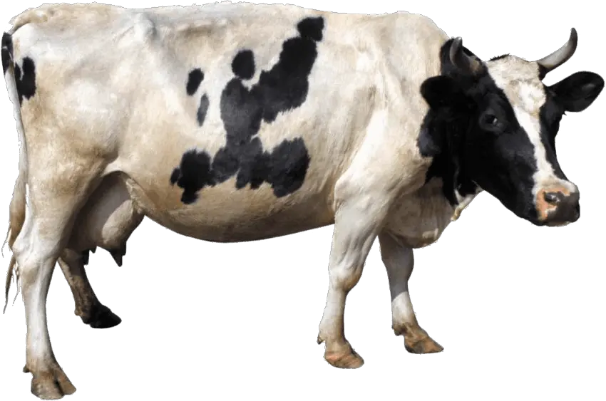 cow PNG