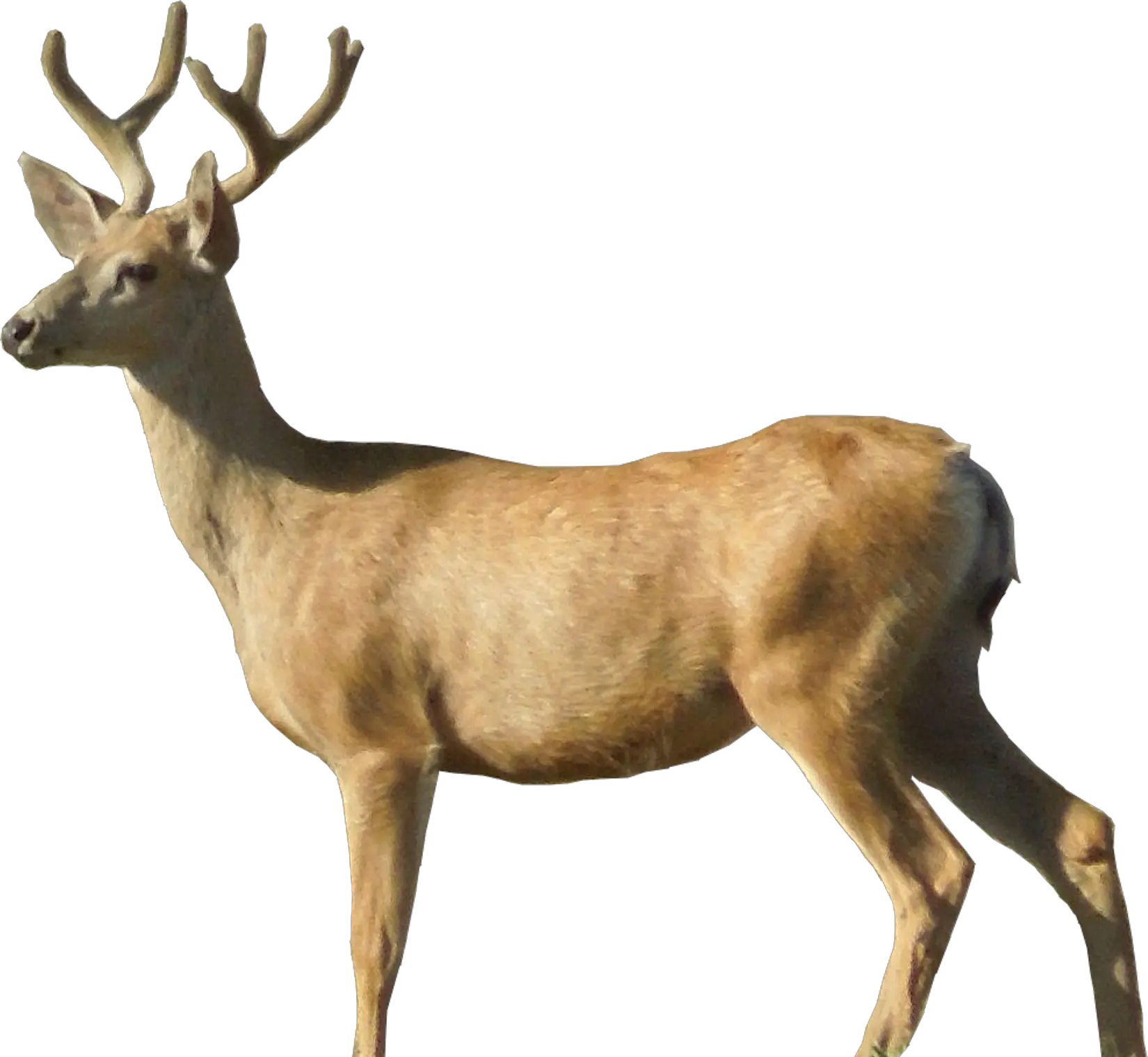 Deer PNG image