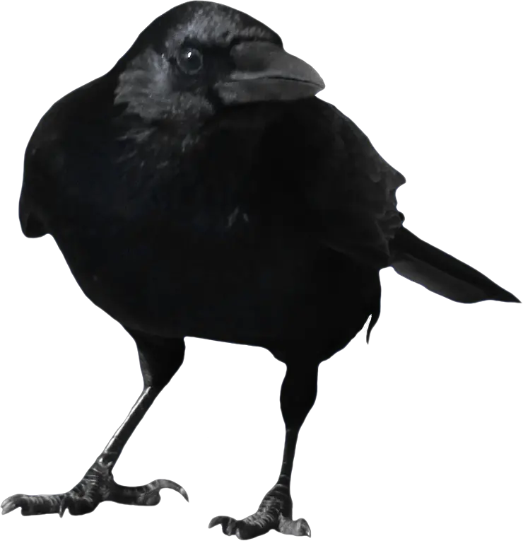 Crow PNG image