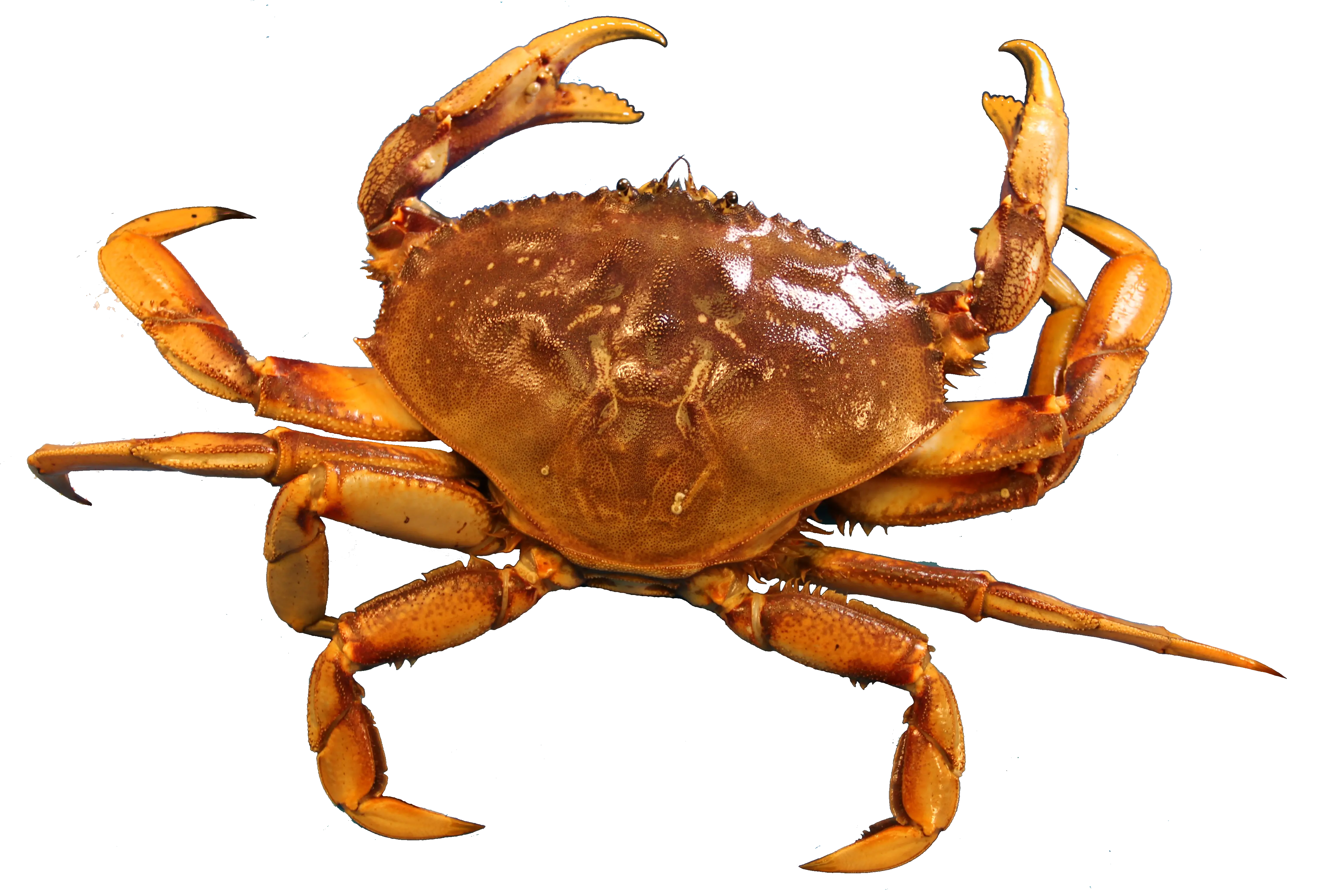 Crab PNG