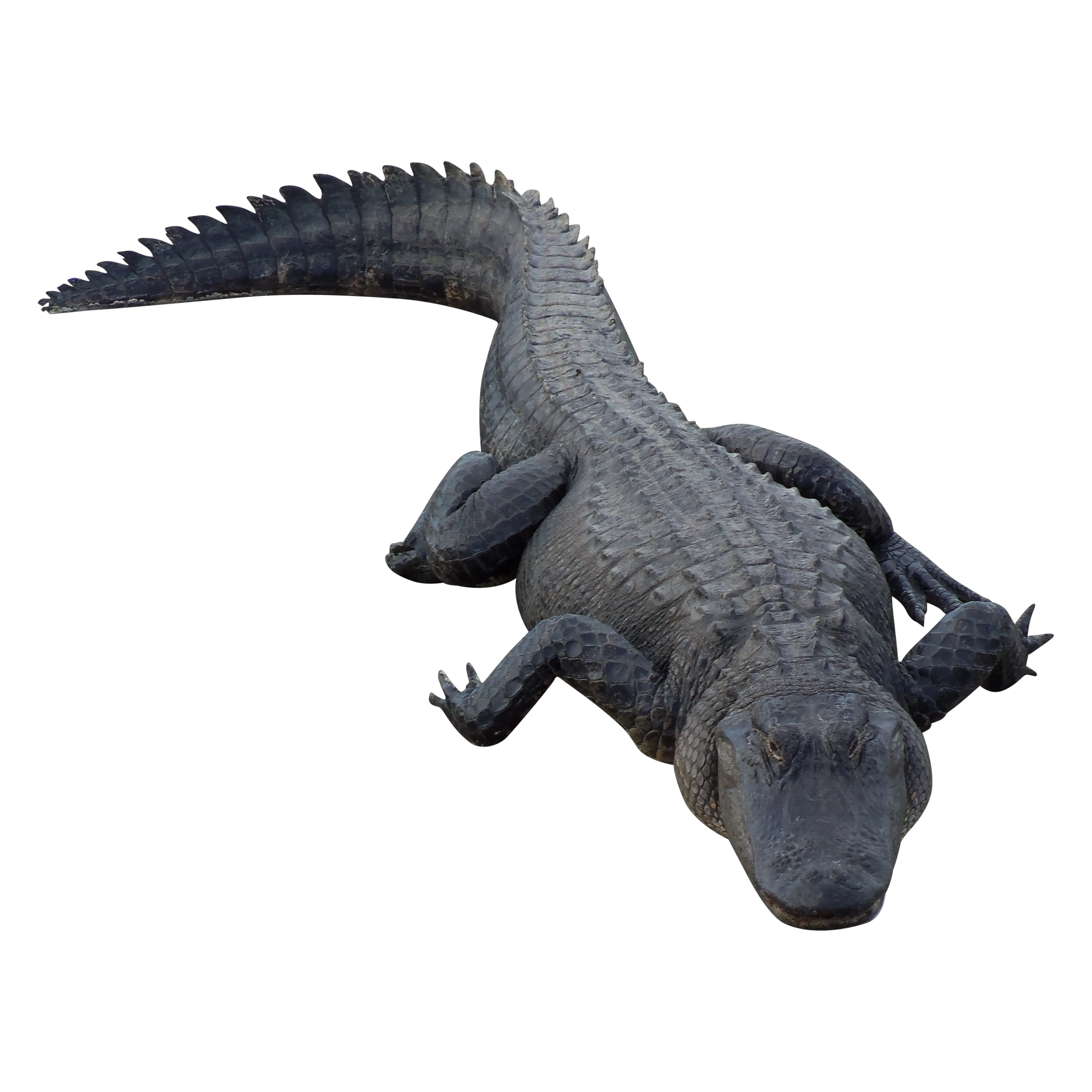 Crocodile PNG