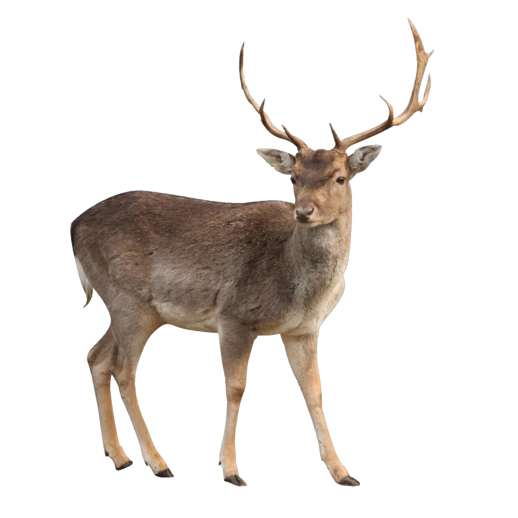 Deer PNG image