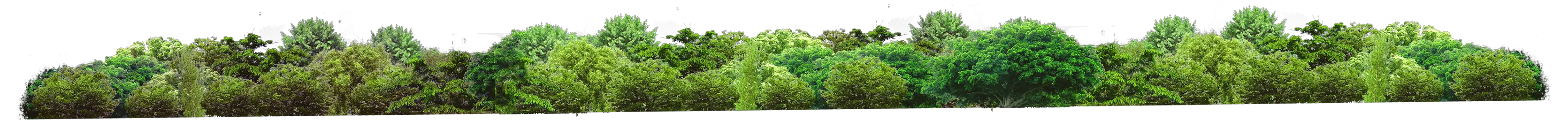 Forest PNG